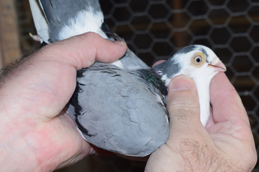 F 2015 - PORUMBEI GALATENI 2018