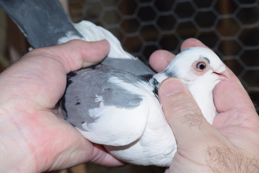 F - PORUMBEI GALATENI 2018