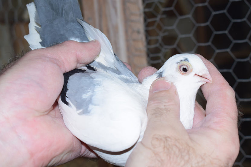 F 2015 - PORUMBEI GALATENI 2018