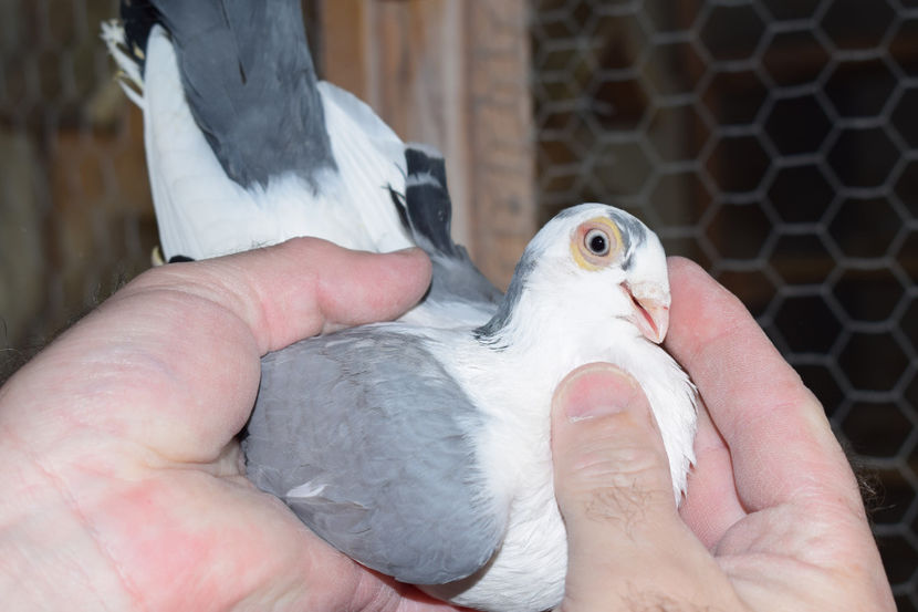 F 2017 - PORUMBEI GALATENI 2018