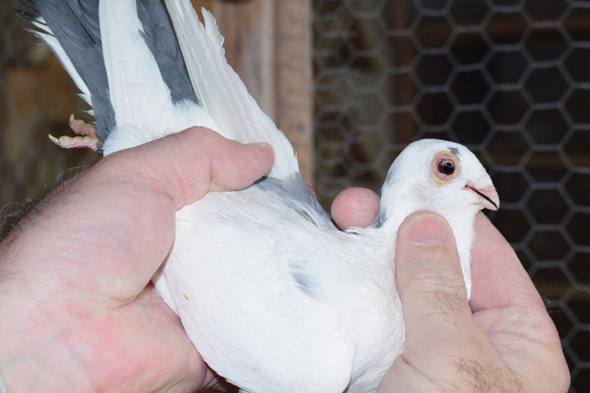 F 2017 - PORUMBEI GALATENI 2018