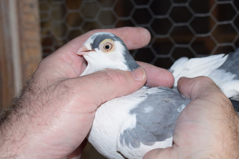 F 2016 - PORUMBEI GALATENI 2018