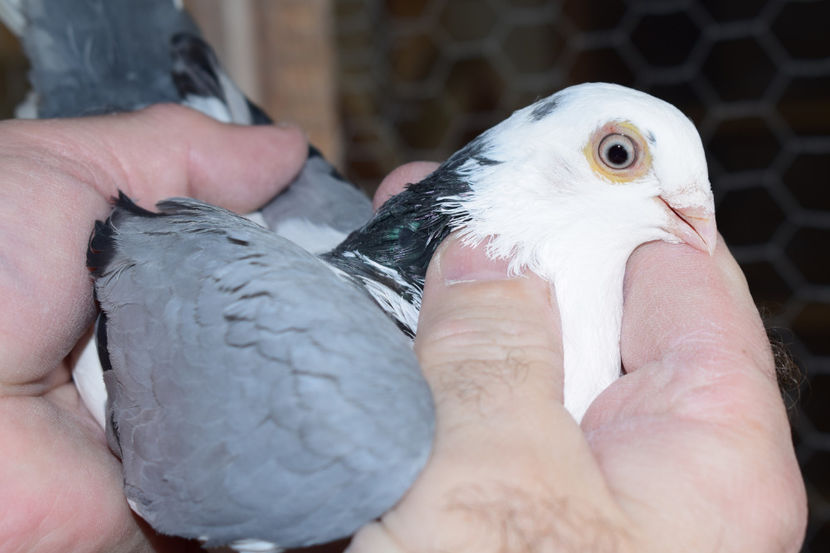 F 2017 - PORUMBEI GALATENI 2018