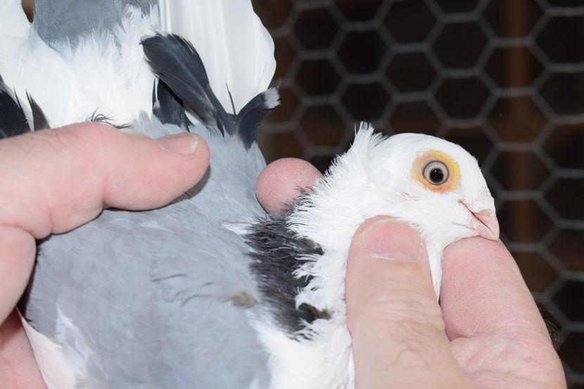 F 2015 - PORUMBEI GALATENI 2018