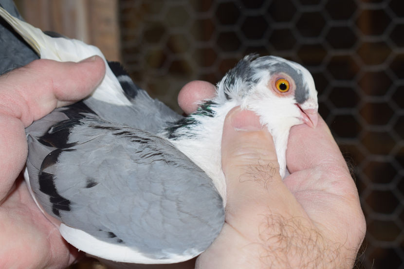 F 2017 - PORUMBEI GALATENI 2018