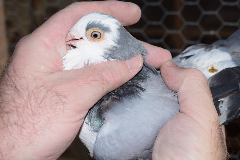 F 2015 - PORUMBEI GALATENI 2018