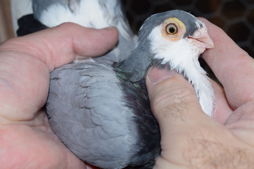 F 2010 - PORUMBEI GALATENI 2018