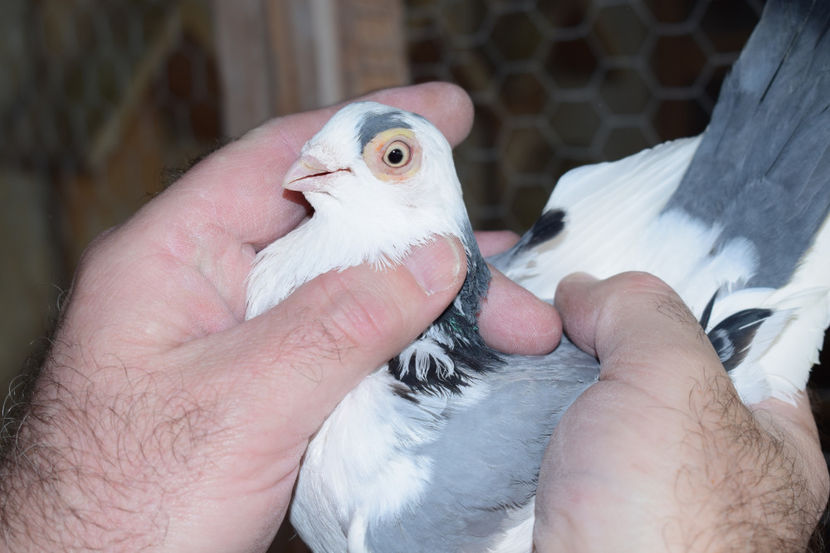 F - PORUMBEI GALATENI 2018