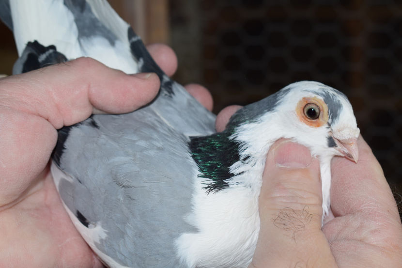 F 2014 - PORUMBEI GALATENI 2018