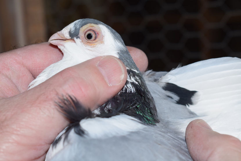 F - PORUMBEI GALATENI 2018