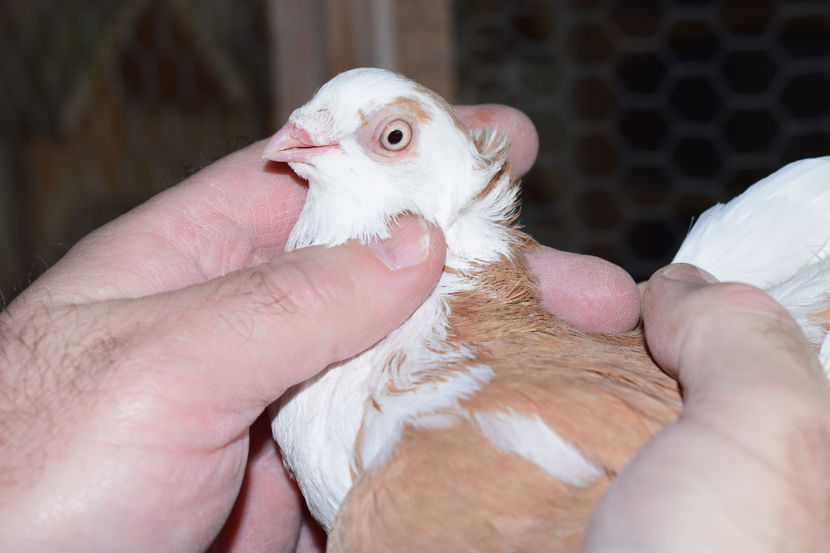 F 2016 - PORUMBEI GALATENI 2018