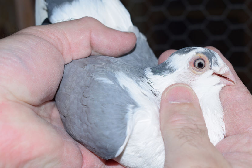 F - PORUMBEI GALATENI 2018