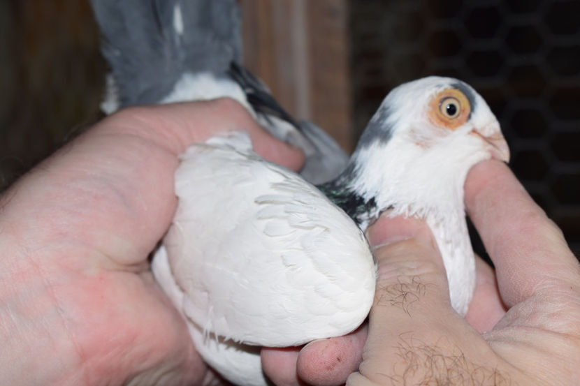 F 2015 - PORUMBEI GALATENI 2018