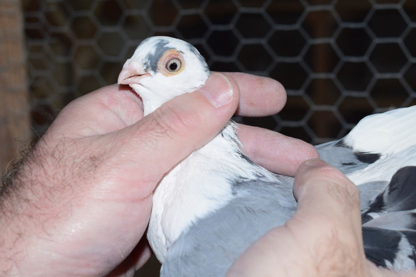 F - PORUMBEI GALATENI 2018