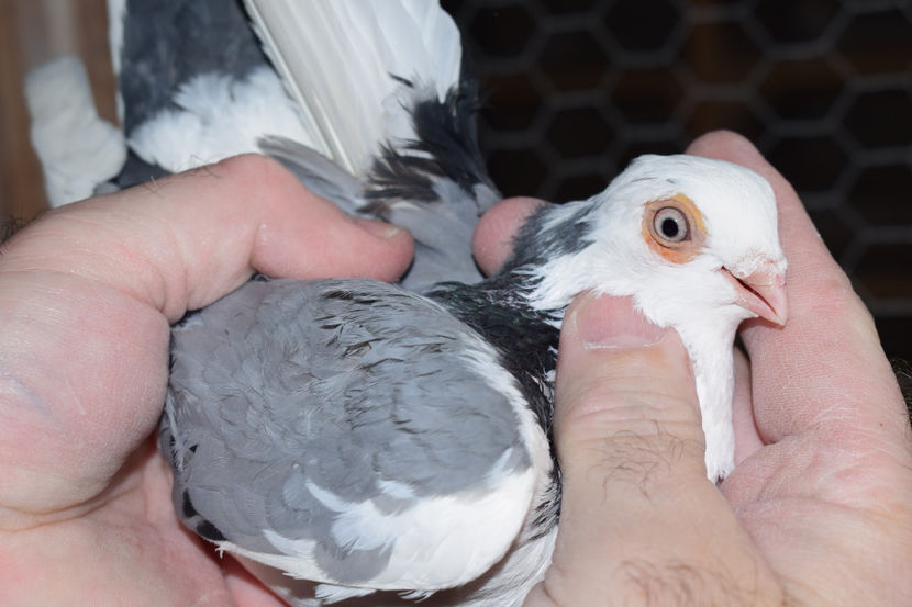 F 2017 - PORUMBEI GALATENI 2018