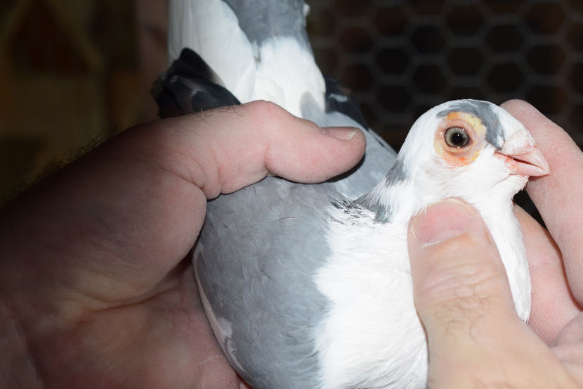 F - PORUMBEI GALATENI 2018