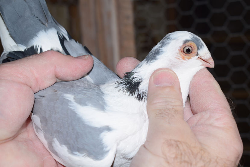 F 2017 - PORUMBEI GALATENI 2018