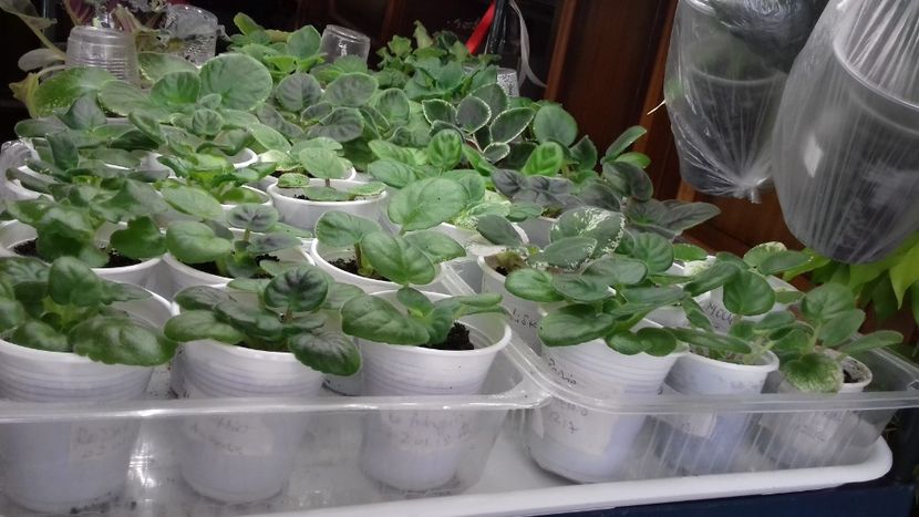  - 1Pui violete colecție