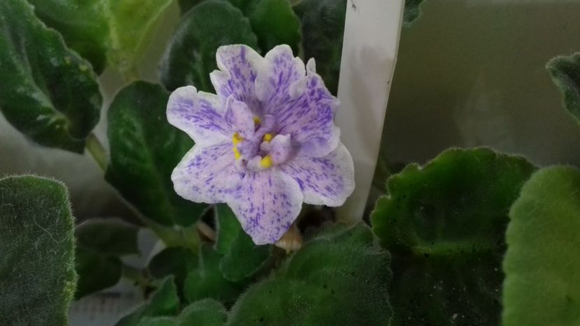  - 1violete inflorite 2018 2019