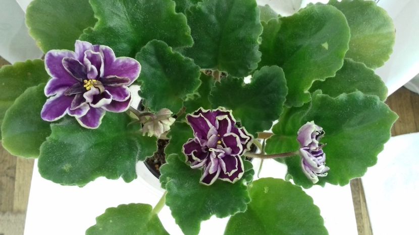 Le Chateau Brion - 1violete inflorite 2018 2019