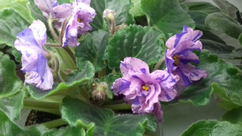 Le Pisanka - 1violete inflorite 2018 2019