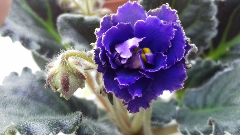 Ozio sport - 1violete inflorite 2018 2019