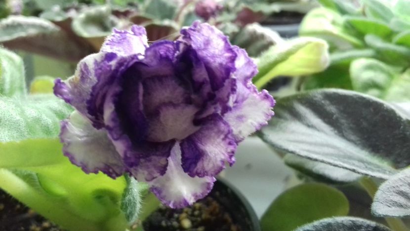 Rs Grace - 1violete inflorite 2018 2019