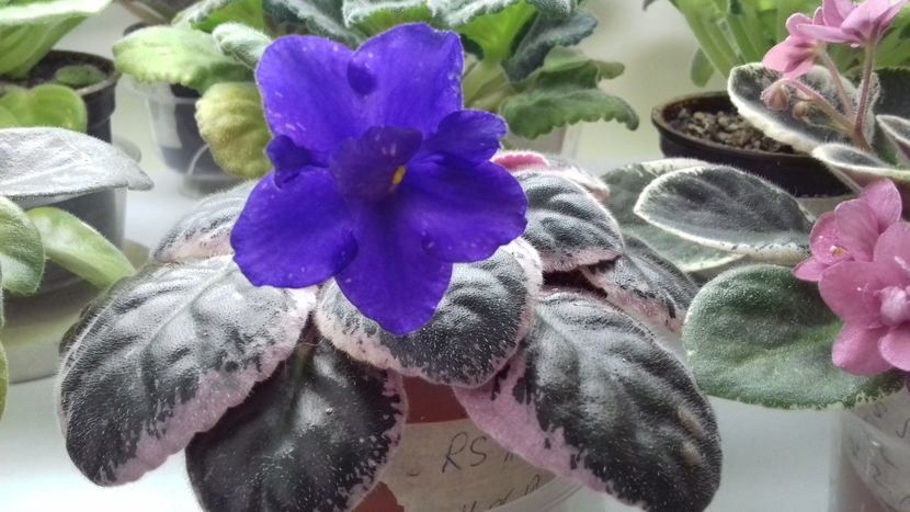 Rs Ariadna - 1violete inflorite 2018 2019