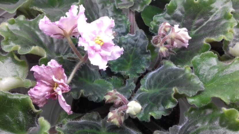 Sunkissed Rose - 1violete inflorite 2018 2019