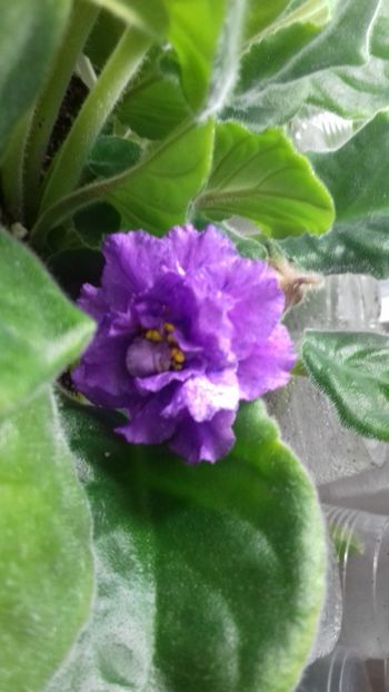 Rs Poppuri - 1violete inflorite 2018 2019