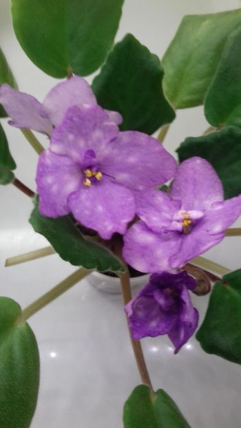  - 1violete inflorite 2018 2019