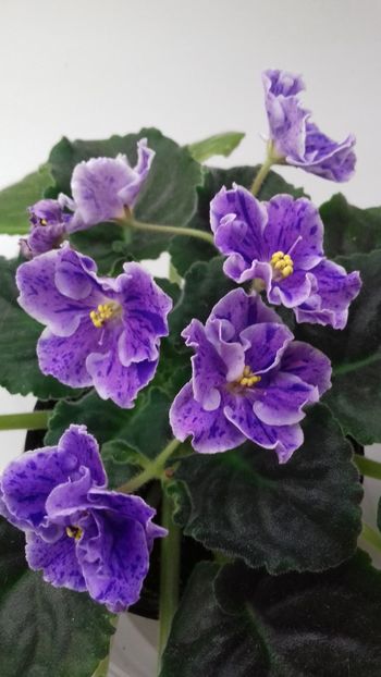 It's Raining - 1violete inflorite 2018 2019