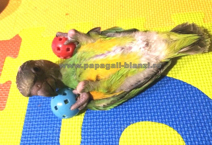papagal Senegal 10 - papagali Senegal
