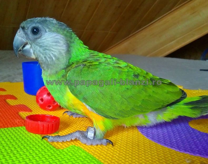 papagal Senegal 13 - papagali Senegal