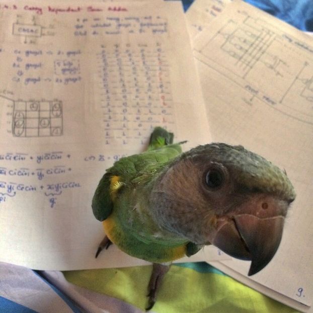 papagal Senegal 17 - papagali Senegal