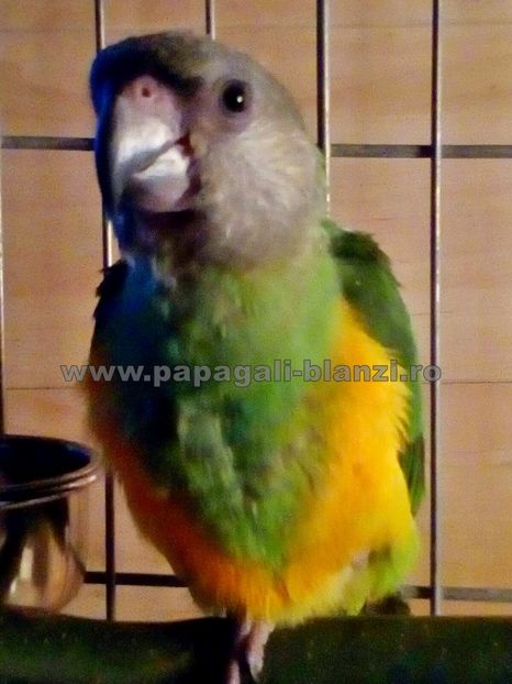 papagal Senegal 18 - papagali Senegal