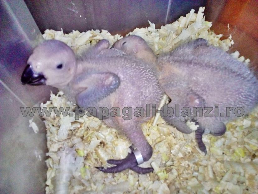 papagali jako 2018 - papagali blanzi Jako African Grey - Timisoara