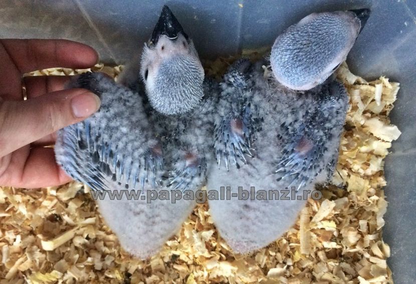 papagali jako 2018 - papagali blanzi Jako African Grey - Timisoara