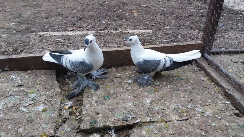  - Randunele de Saxonia