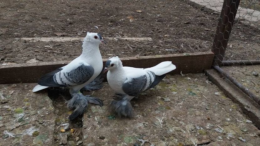  - Randunele de Saxonia