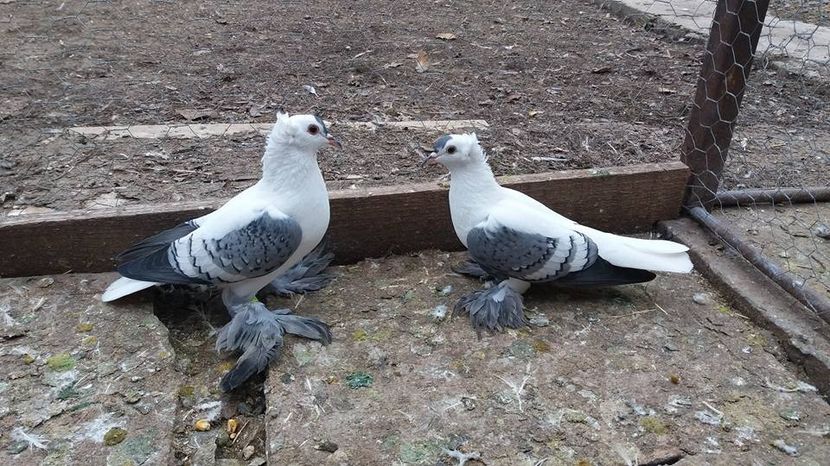  - Randunele de Saxonia