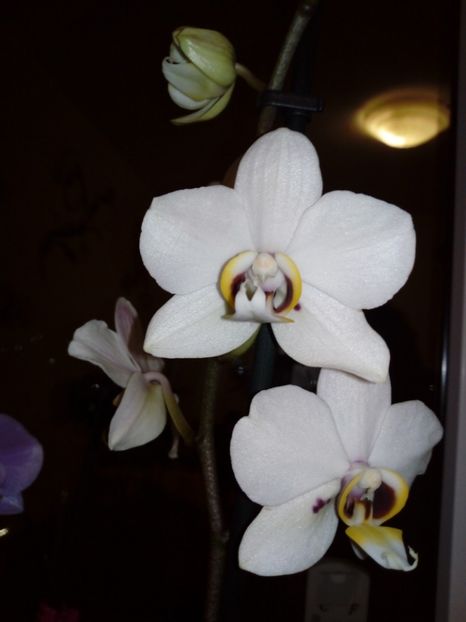 Phaleonopsis alba - Orhideei