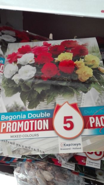  - Begonie