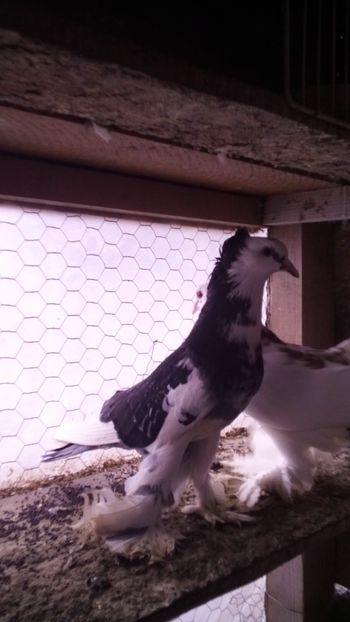  - Porumbei care  nui mai detin