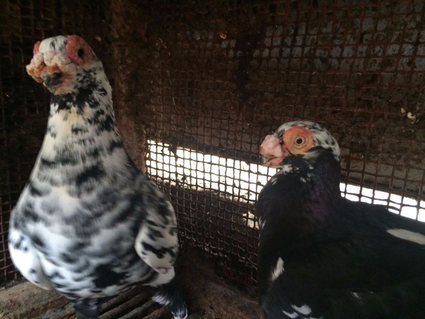 M2016F2016 - Perechi 2018