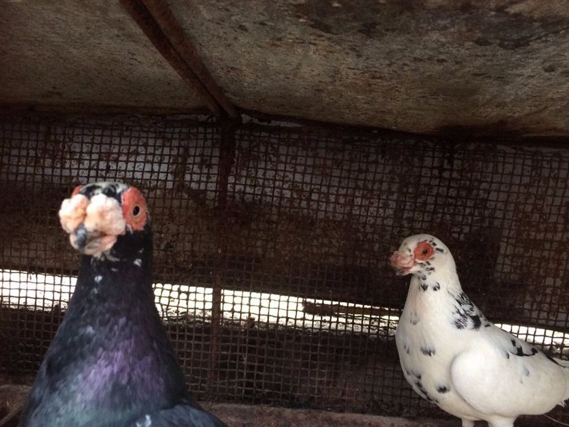 M2017F2017 - Perechi 2018