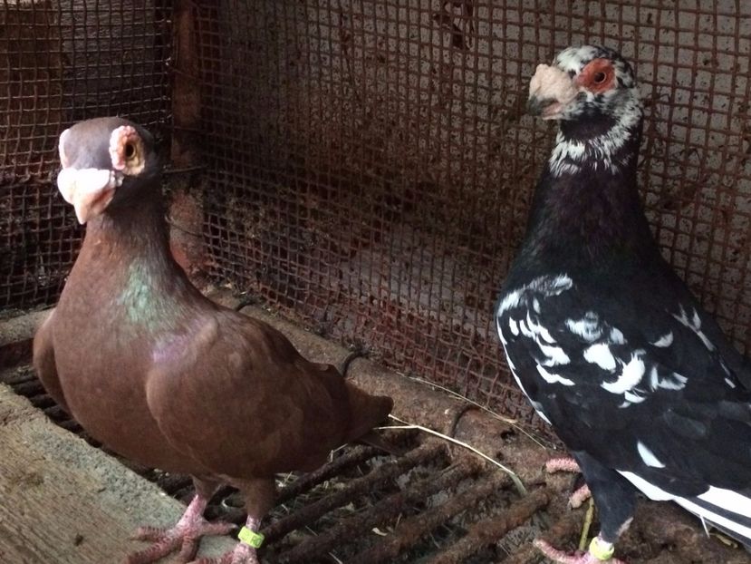 M2017F2017 - Perechi 2018