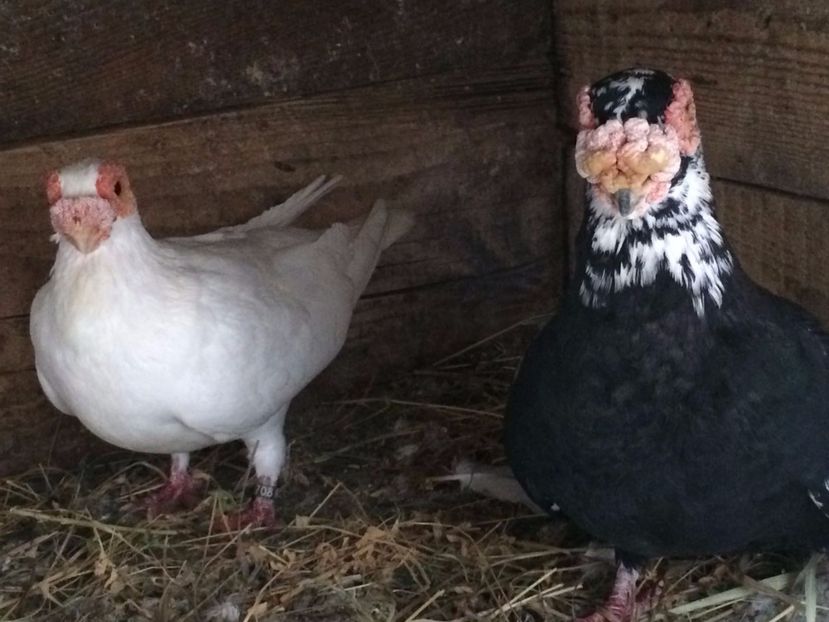 M2015F2014 - Perechi 2018