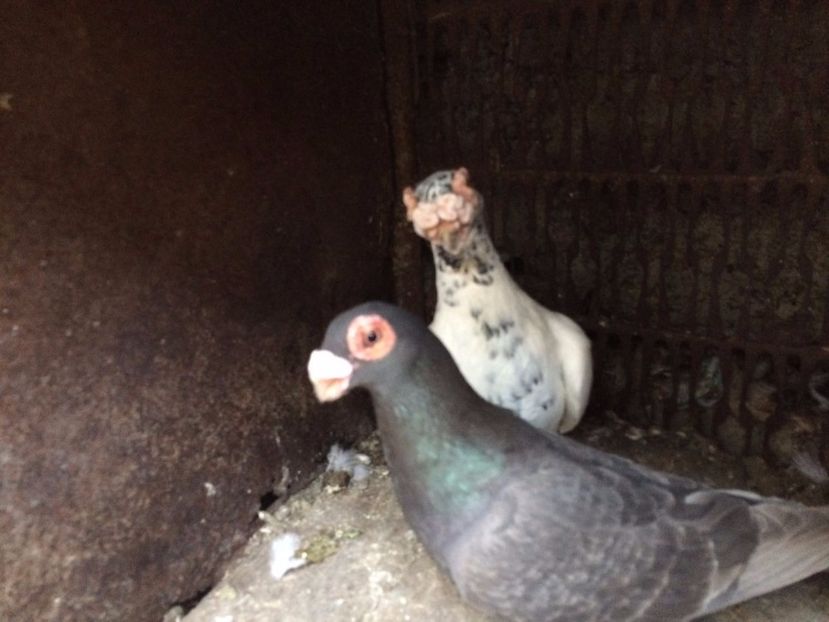 M2016F2017 - Perechi 2018