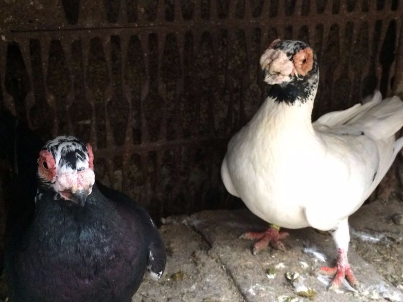 M2017F2017 - Perechi 2018